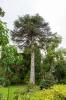 National Botanic Gardens