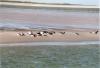 Seehunde