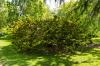 Royal Botanic Garden Edinburgh