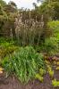 Inverewe Garden