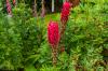 Inverewe Garden