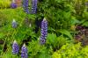Inverewe Garden