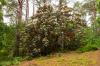 Inverewe Garden