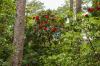 Inverewe Garden