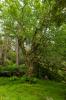 Inverewe Garden