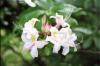 Azalea State Reserve