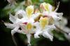 Azalea State Reserve