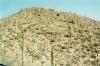 Cactus forest