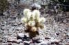 A cholla