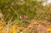 Ein Vogel beim Picknick