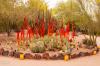 Desert Botanical Garden