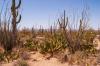 Saguaro National Park
