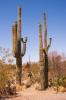Saguaros