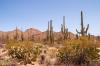 Saguaro National Park