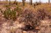 Saguaro National Park