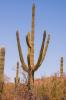 Saguaro National Park