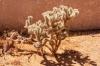 Joshua Tree National Park
