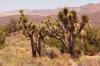 Joshua Tree National Park