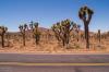 Joshua Tree National Park
