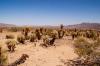Joshua Tree National Park