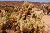 Joshua Tree National Park