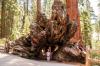 Sequoia and Kings Canyon National Park