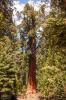 Sequoia and Kings Canyon National Park