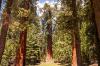 Sequoia and Kings Canyon National Park