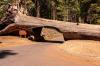 Sequoia and Kings Canyon National Park