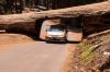 Sequoia and Kings Canyon National Park