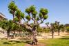 Golden Gate Park