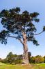 Golden Gate Park