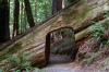 Redwood National Park