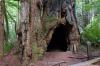 Redwood National Park