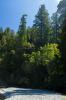 Redwood National Park