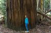 Redwood National Park