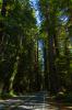 Avenue of the Giants