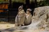 San Francisco Zoo