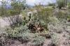 Saguaro National Park East