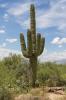 Saguaro National Park East