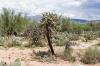 Saguaro National Park East