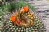 Saguaro National Park East