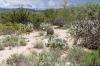 Saguaro National Park East