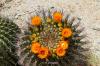 Saguaro National Park East