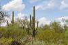 Saguaro National Park East