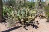 Saguaro National Park West
