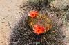 Saguaro National Park West