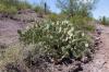 Picacho Peak State Park
