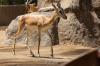 San Diego Zoo