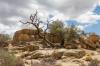 Joshua Tree National Park